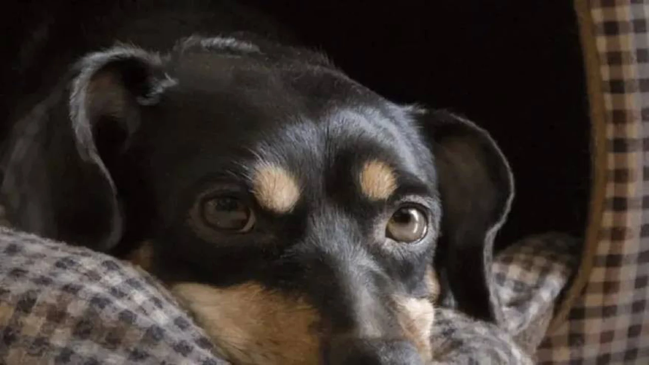Coco, el perro que quedó varado en Ezeiza, ahora puede ser deportado o sacrificado