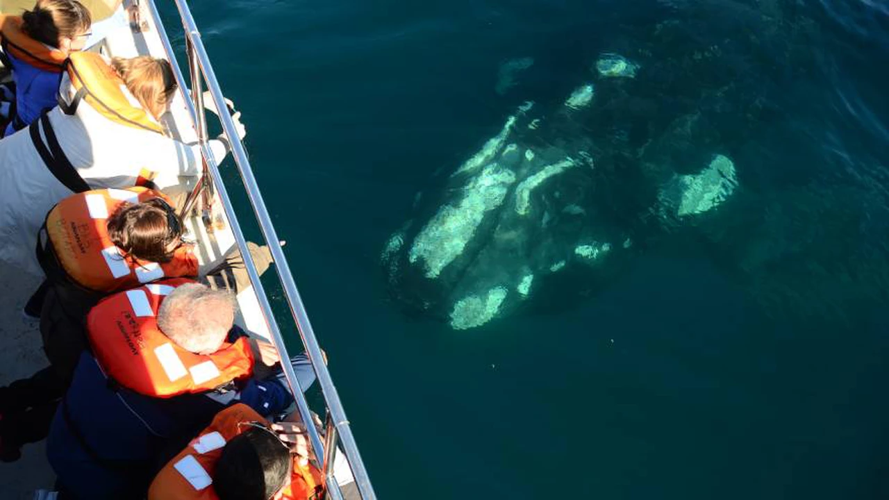 Vacaciones de invierno 2022 en Puerto Madryn: cuándo viajar y qué hacer, además del avistaje de ballenas