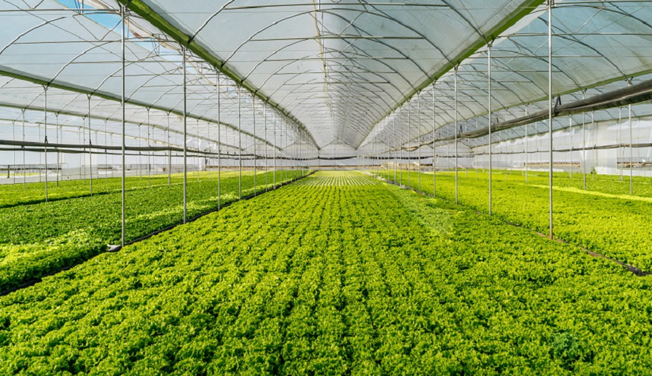 Sustentabilidad: cultivan verduras en piletas con agua y las venden en supermercados