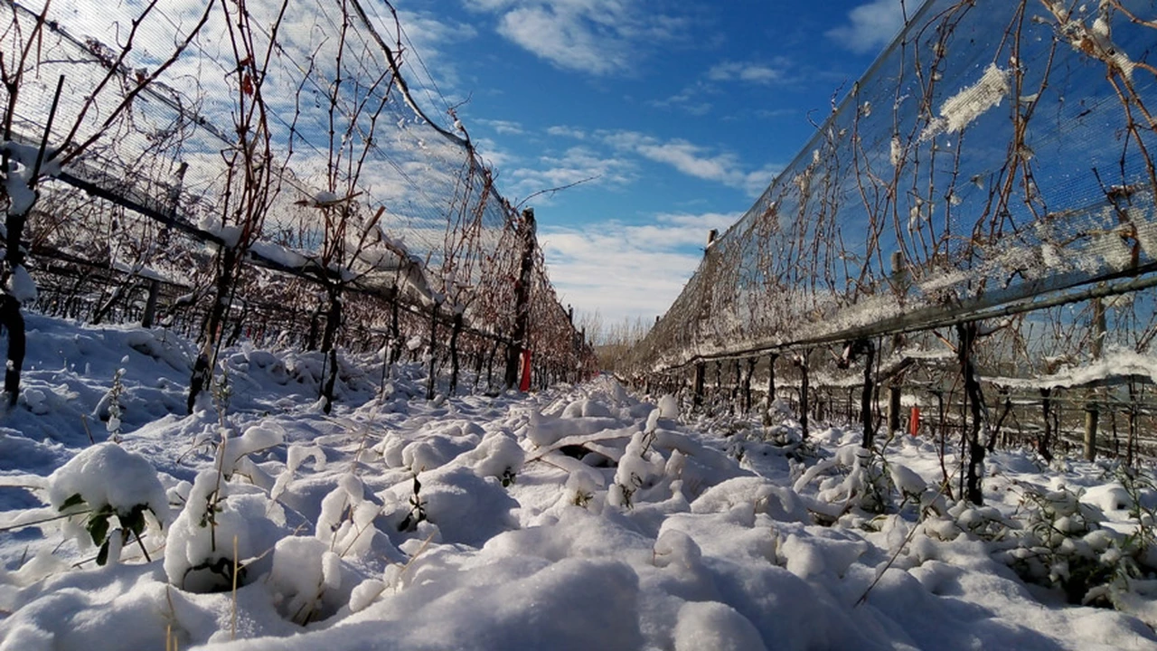 Los vinos más australes del mundo están en Argentina: así es el ambicioso proyecto de Alejandro Bulgheroni