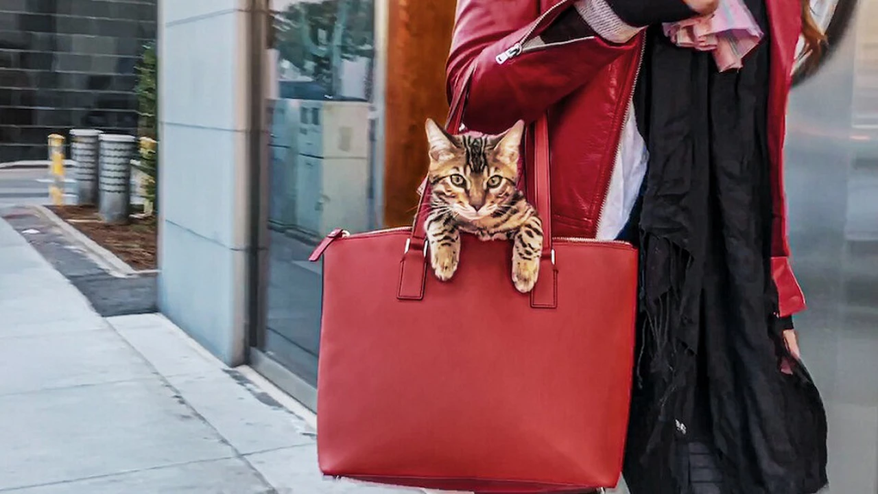 En la mente de un gato y otros documentales en Netflix para los amantes de las mascotas