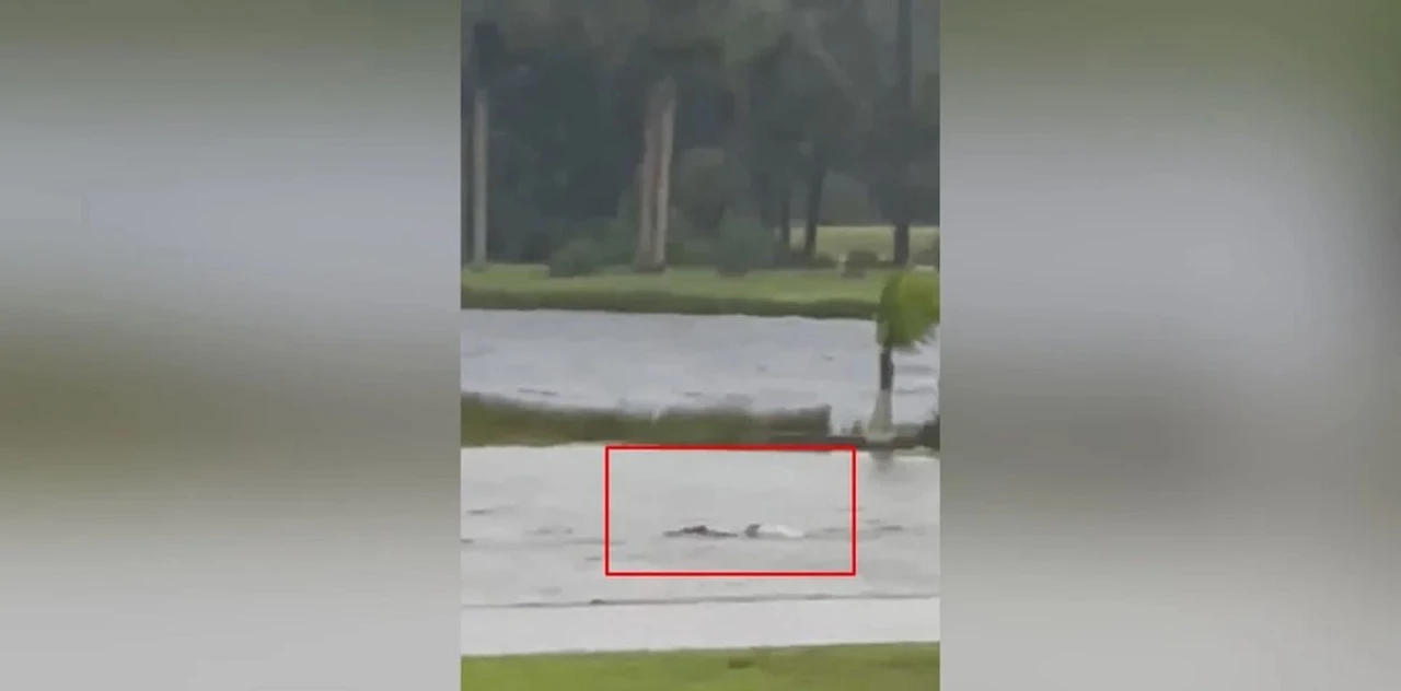 Viral: el increíble video que muestra tiburones nadando en las calles de La Florida