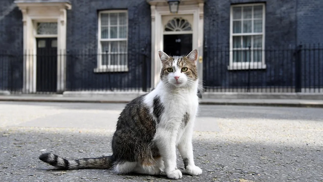 VIDEO| Larry, el gato de Downing Street, se enfrentó a un zorro en las calles de Londres