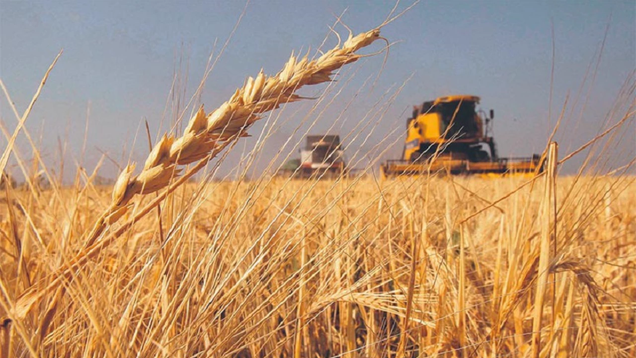 La preocupación de los productores de trigo por la sequía: "Nunca vimos algo así"