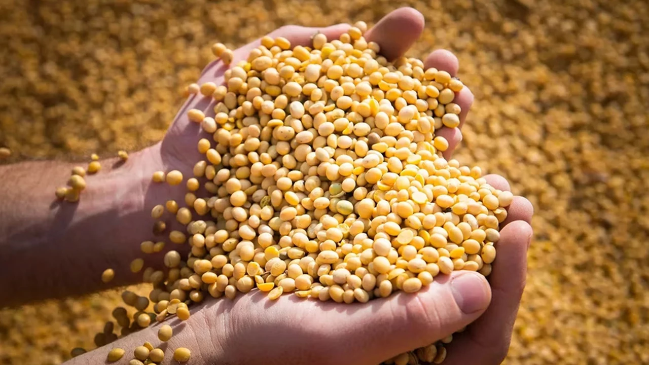 La soja, en caída libre: la cosecha será menos de la mitad de lo que se esperaba