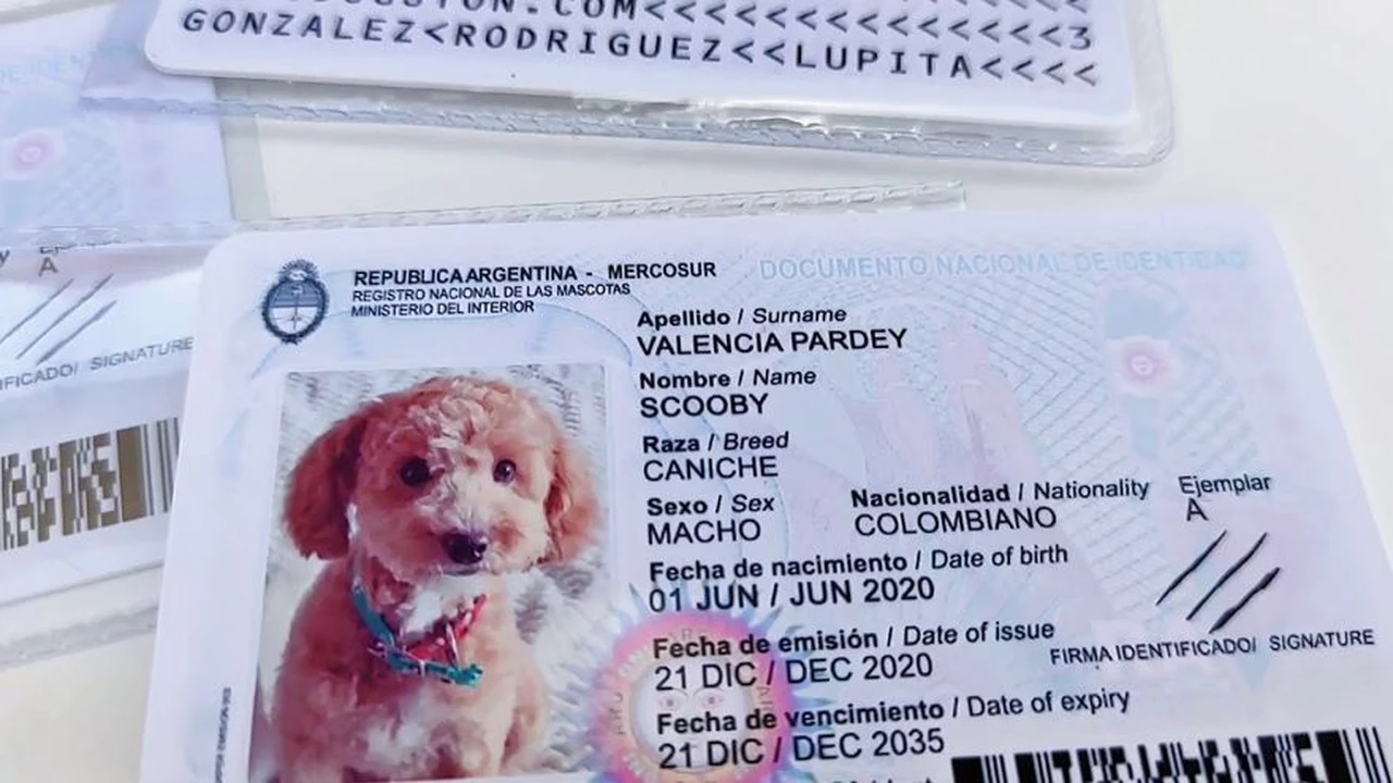 Licencias laborales: quieren que por ley se reconozca a las mascotas como parte de la familia