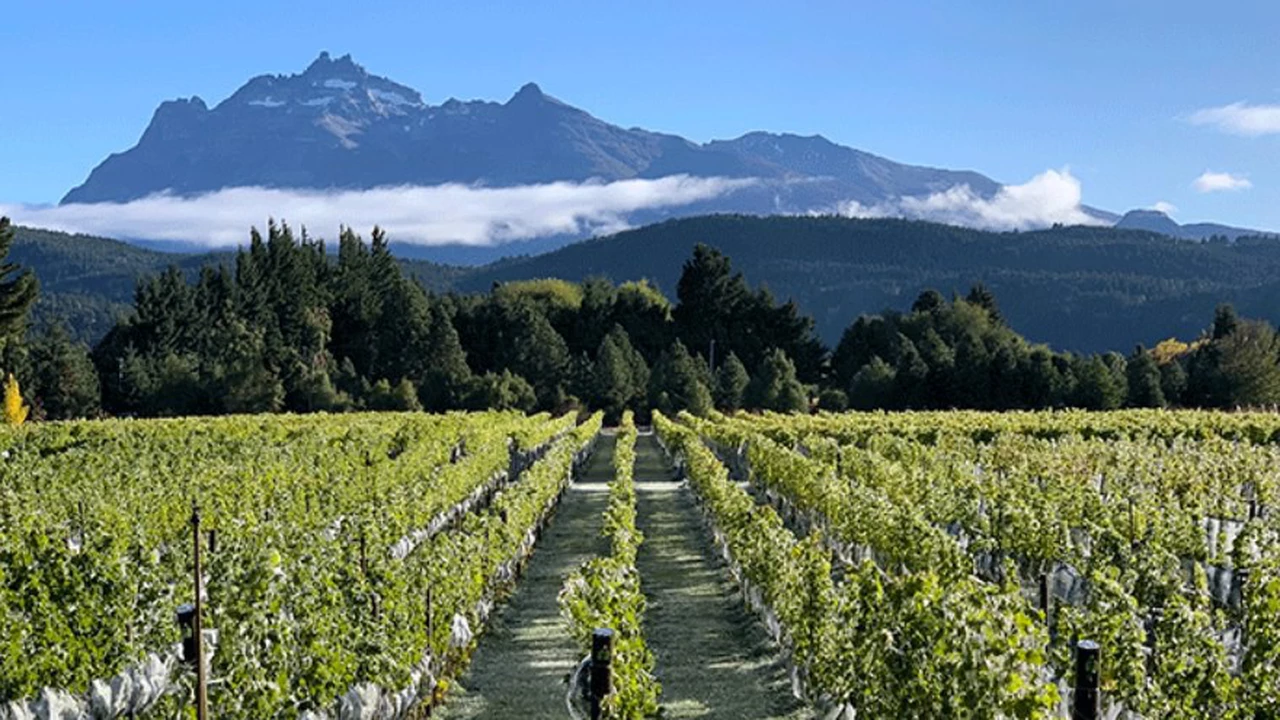 Ocho vinos sublimes para descubrir Chubut, la nueva joya de la Patagonia