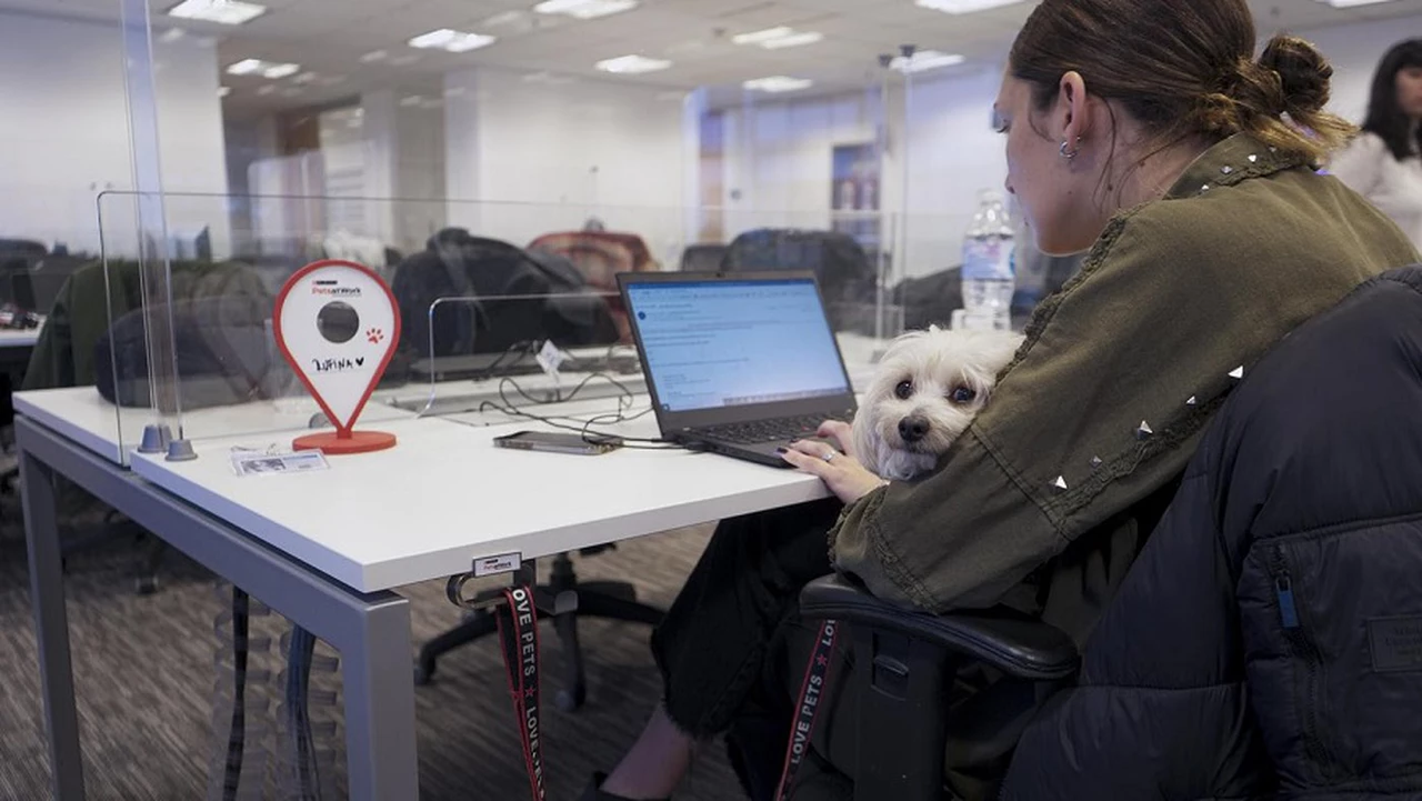 Día Mundial del Perro: beneficios de las mascotas en las oficinas "pet friendly"