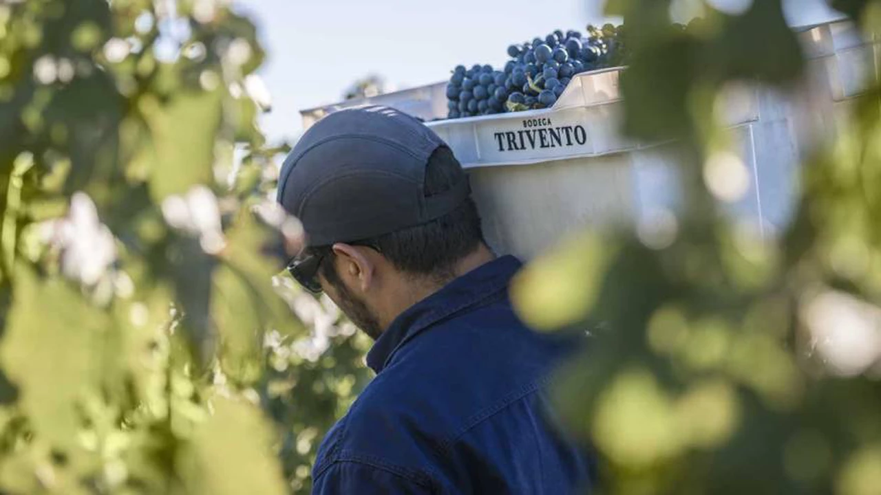 ¿Cómo serán los vinos tintos y blancos cosecha 2023?: el enólogo de Bodega Trivento lo anticipa