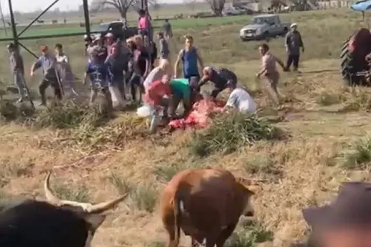 VIDEO | Chacabuco: volcó un camión en la ruta y los vecinos faenaron las vacas que transportaba