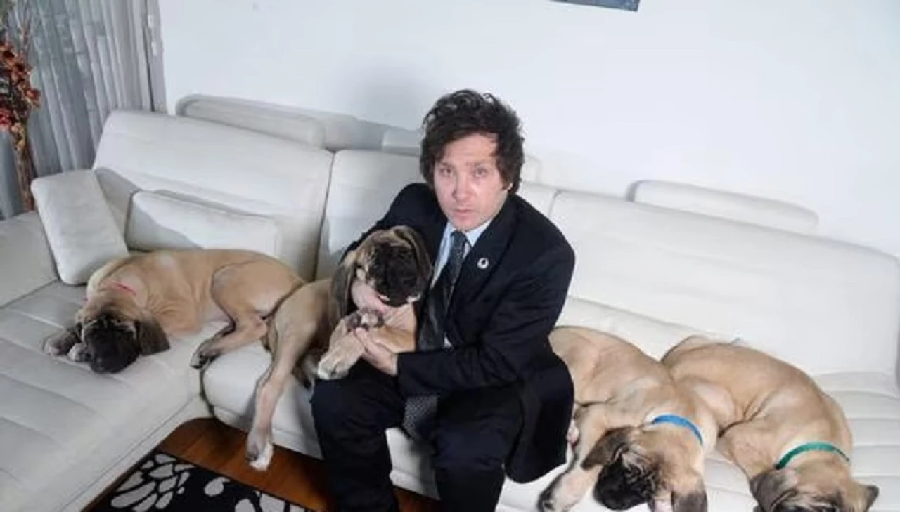 Tras el fenómeno de los perros del presidente Milei, ¿es posible clonar mascotas en la Argentina?