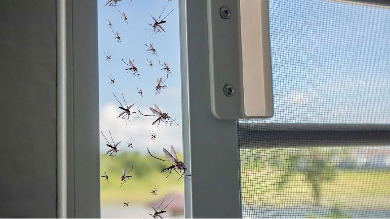 Alerta por invasión de mosquitos en Buenos Aires: qué enfermedad transmite esta especie