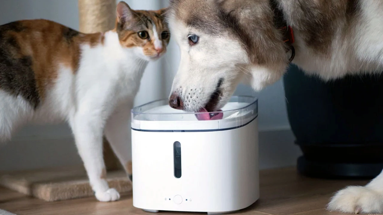 Cómo ahorrar plata en el cuidado de las mascotas con estas nuevas tecnologías