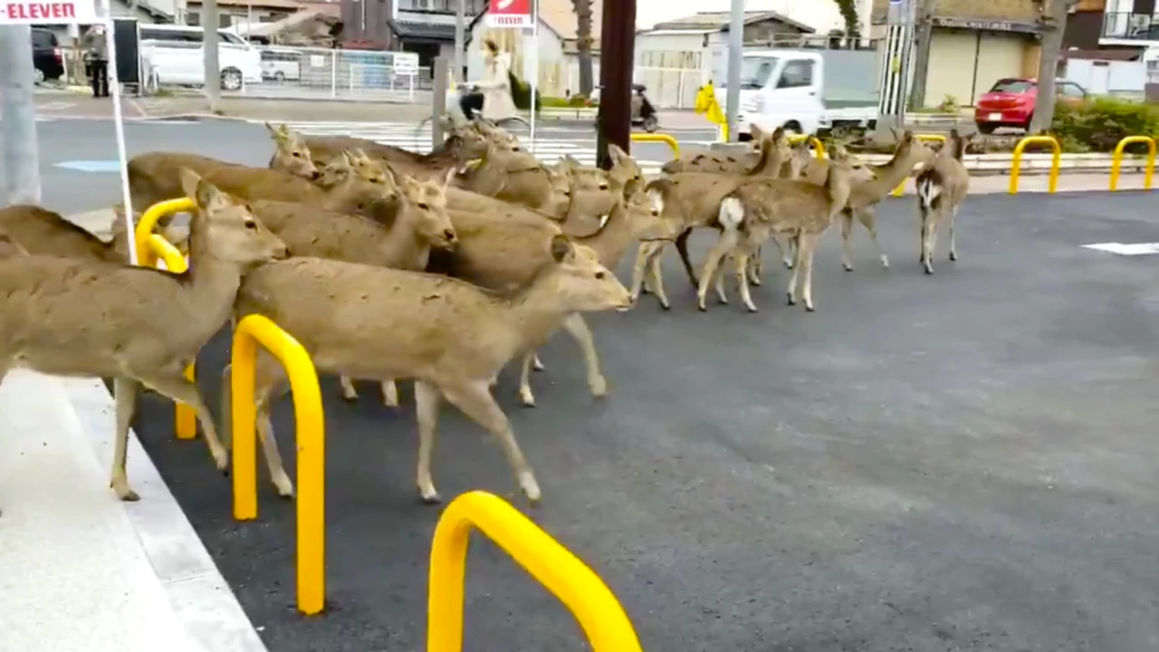 Ciervos, jabalíes, cabras y hasta osos: los animales invaden las ciudades por la cuarentena