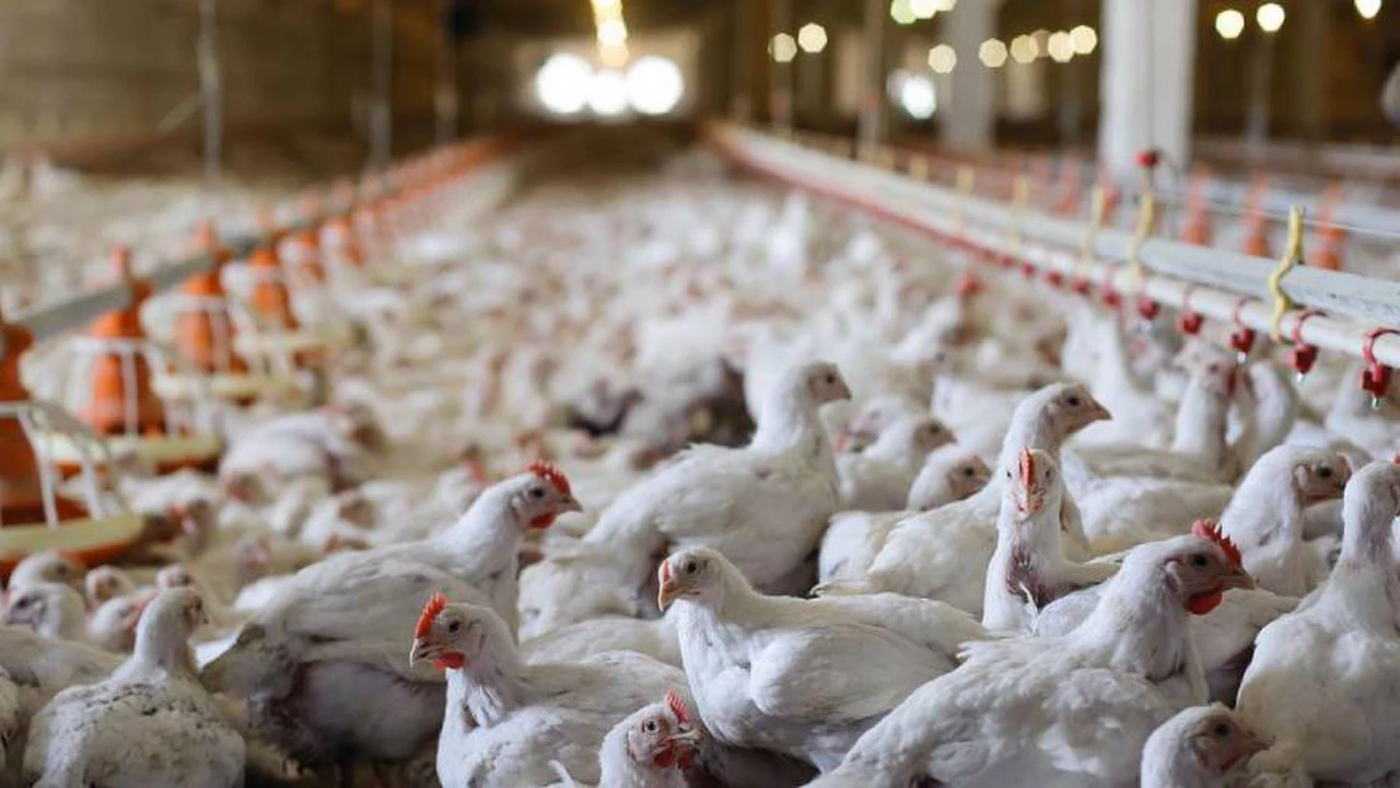 Gripe aviar: qué medidas podrá tomar el SENASA para evitar su propagación