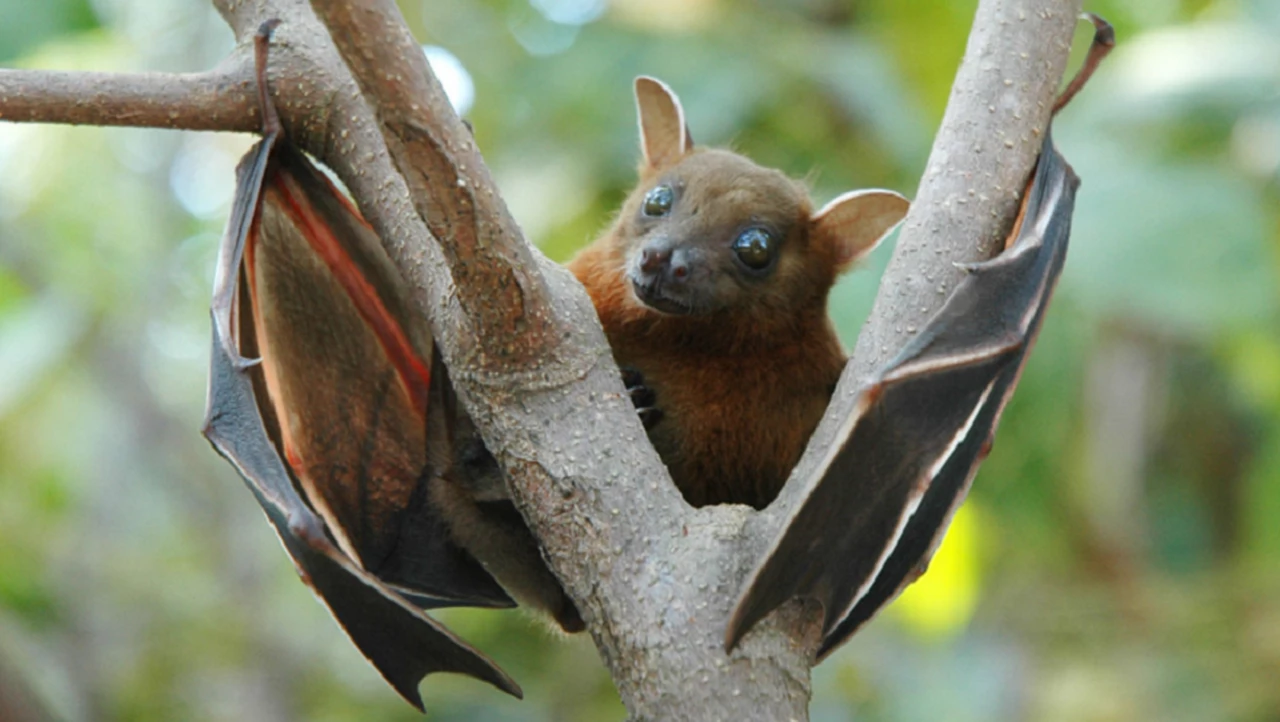 ¿Una nueva amenaza con murciélagos?: otro virus de Asia preocupa a los científicos
