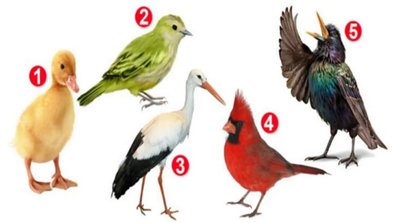 ¿Qué ave te cautiva más?: este test revela algo oculto de tu personalidad