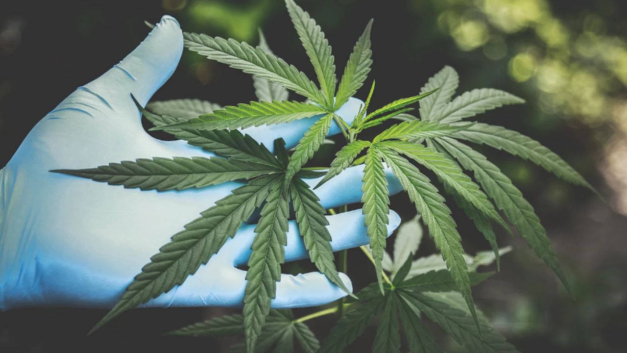 Clave para un nuevo sector de la Economía: Gobierno reglamentará en 20 días la ley de cáñamo industrial y cannabis medicinal