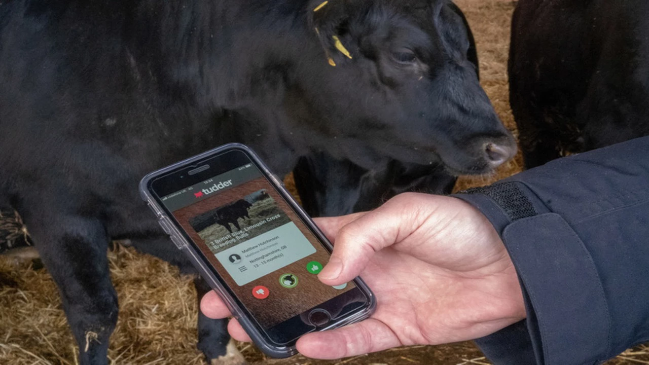 Las vacas "hablan" con conexión 5G: ¿qué pueden hacer y dónde comenzó a funcionar el sistema?