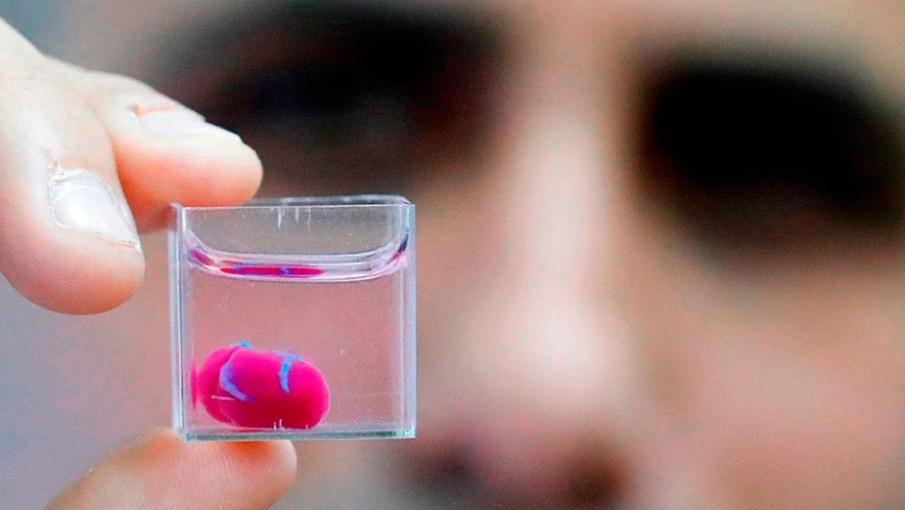 Innovación en trasplantes: científicos crean un corazón impreso en 3D a partir de tejidos humanos