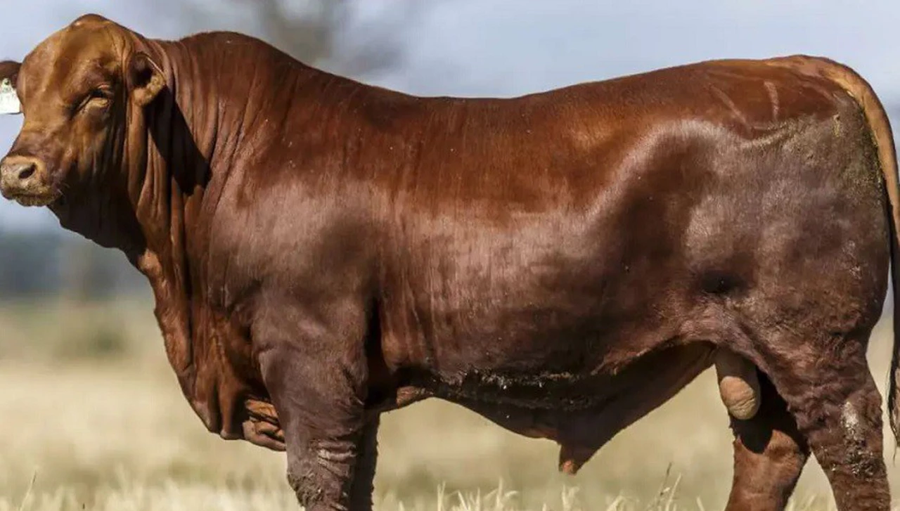 Logro nacional: científicos argentinos mejoran la producción de carne editando genes de un toro