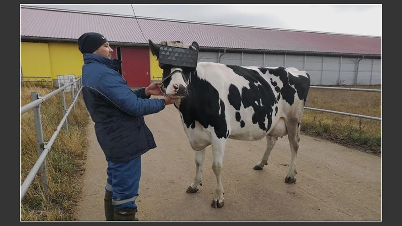 Experiencias "revolucionarias" en el agro: usan realidad virtual en vacas para que pasten en "campos inmersivos"