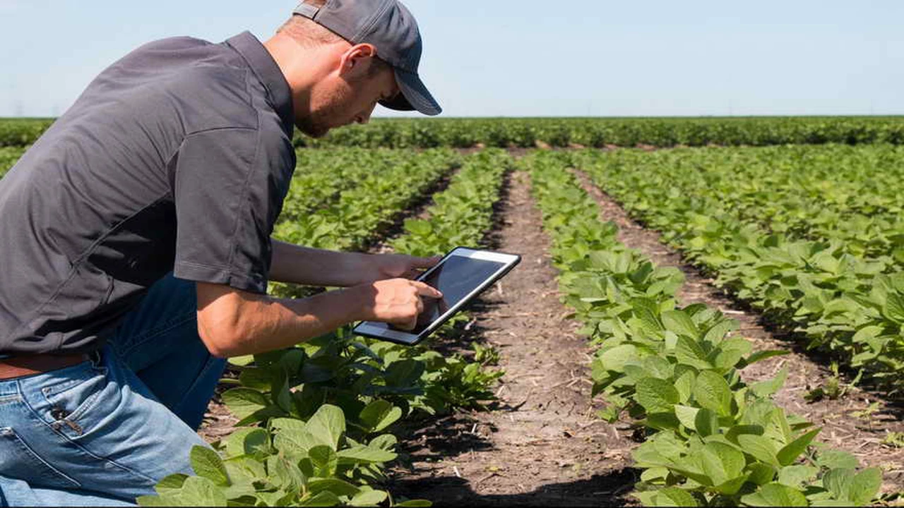 Se digitaliza: conocé "Campo Abierto", la app que busca revolucionar el mercado del agro