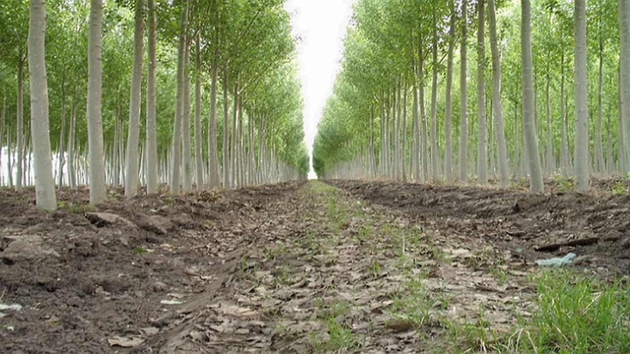 Plantar 120 millones de árboles anuales: es lo que en el Reino Unido piden que hagan las aerolíneas