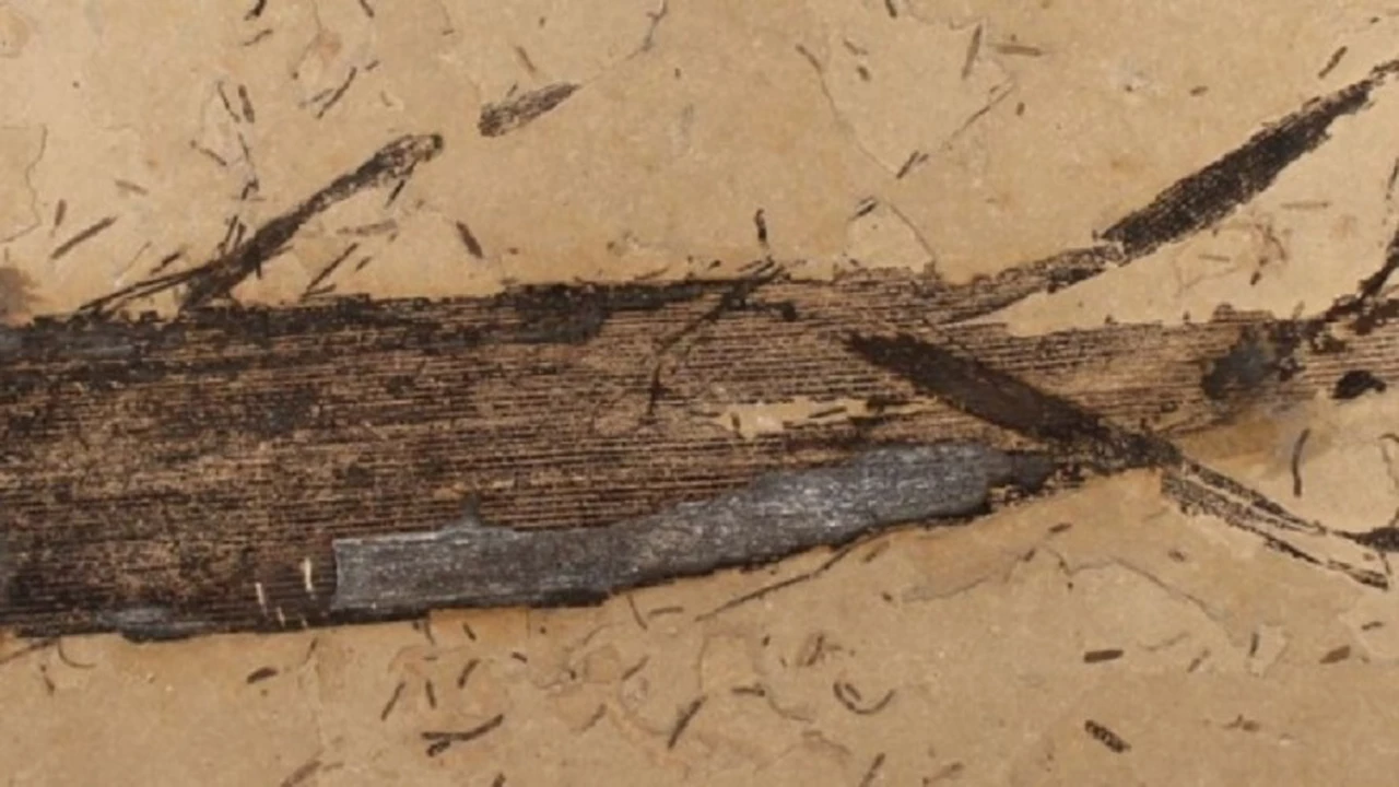 Parecía imposible: encuentran en América Latina el primer fósil de goma vegetal