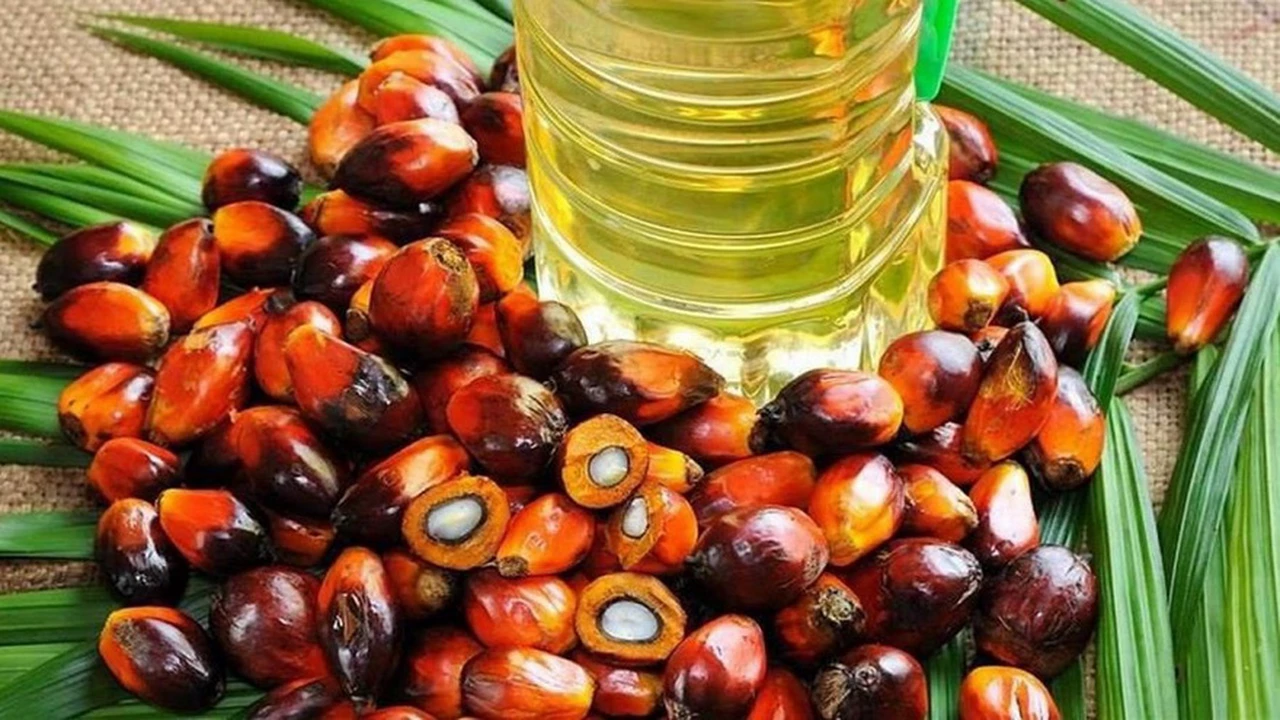 Unilever utilizará nuevas tecnologías de geolocalización para rastrear aceite de palma sostenible