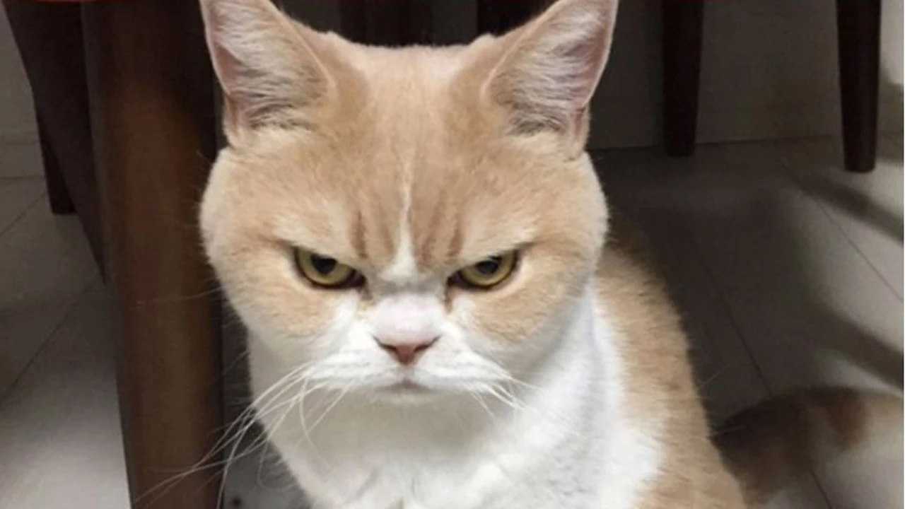 El video viral del día es una lucha felina: mirá al gato que le "hace frente" a un lince