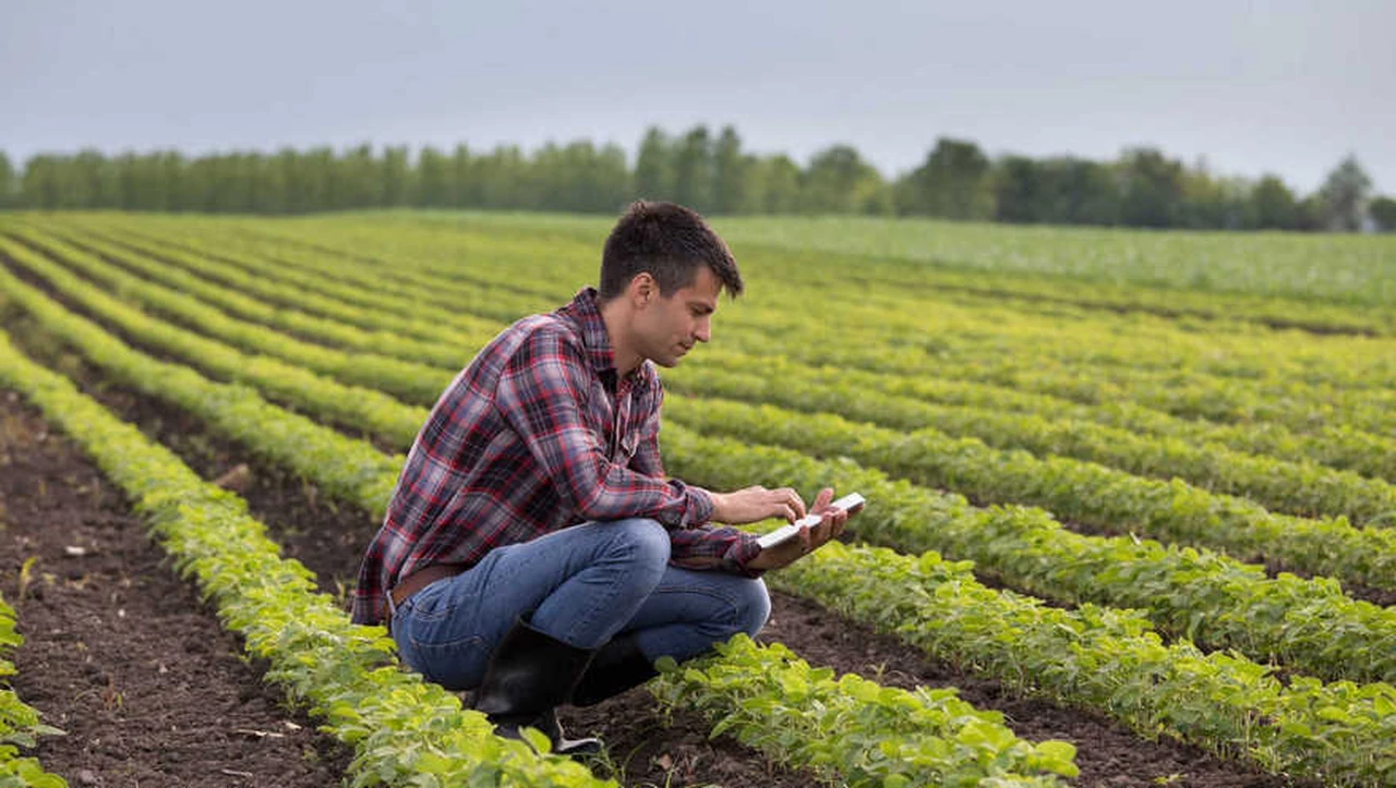 Innovación agro: lanzan app destinada al monitoreo satelital de cultivos ante los cambios de clima
