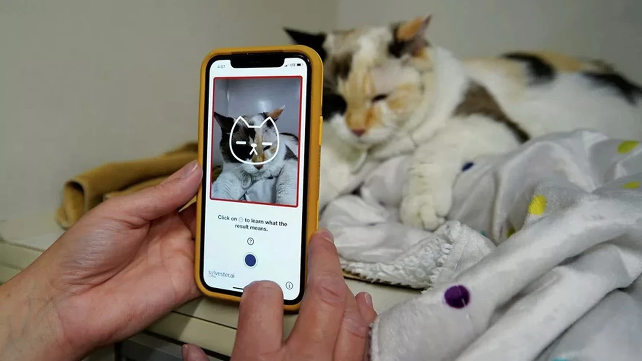 ¿Querés saber cómo se siente tu gato?: entonces esta app con inteligencia artificial es para vos