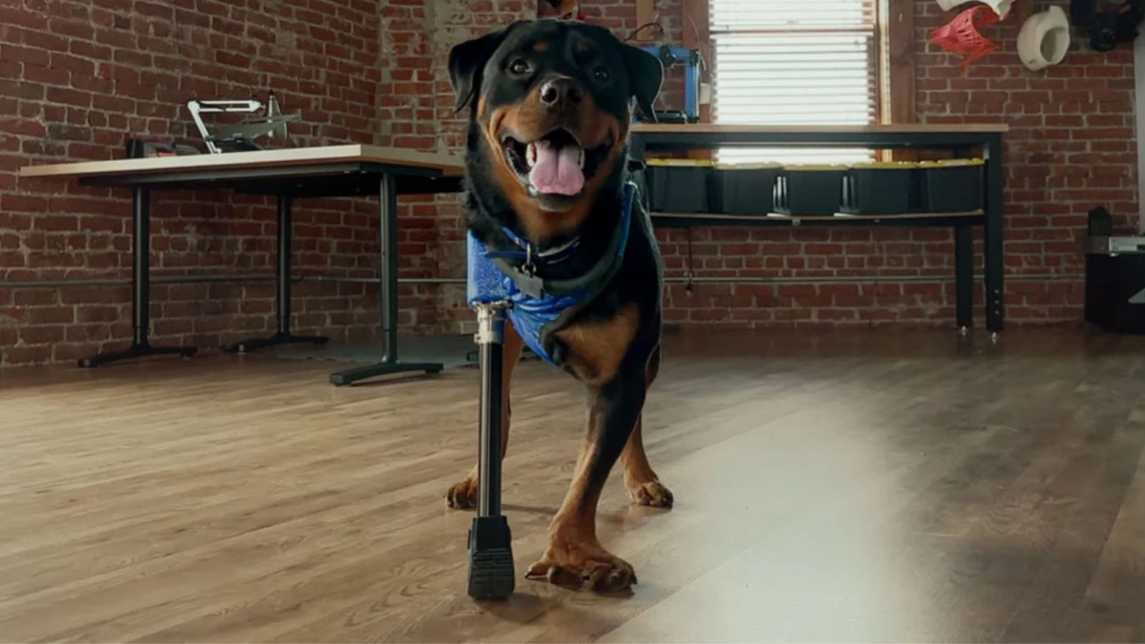 3D Pets: así es la empresa que utiliza las capacidades del iPhone para crear prótesis impresas para cachorros