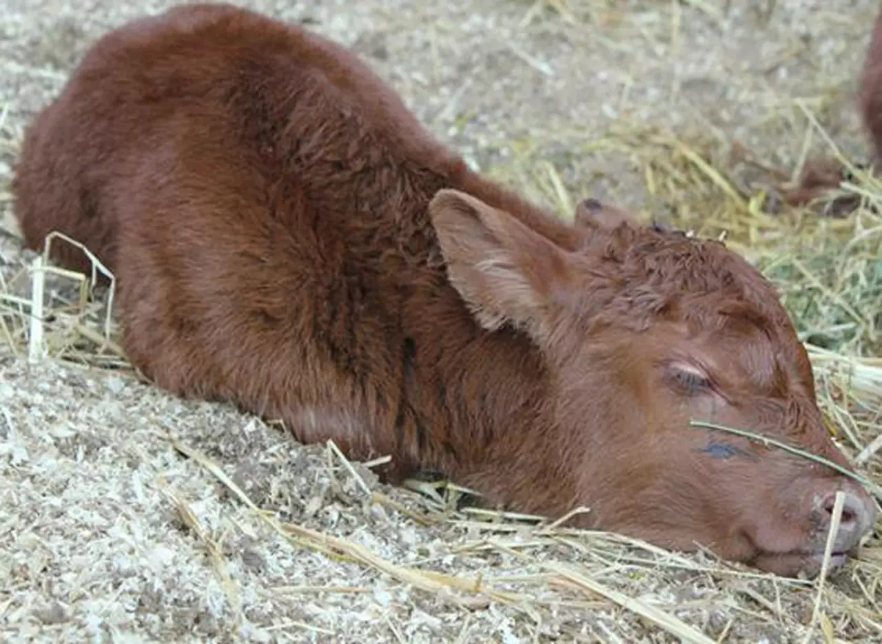 Nació el primer ternero en La Rural y le pusieron Mascherano