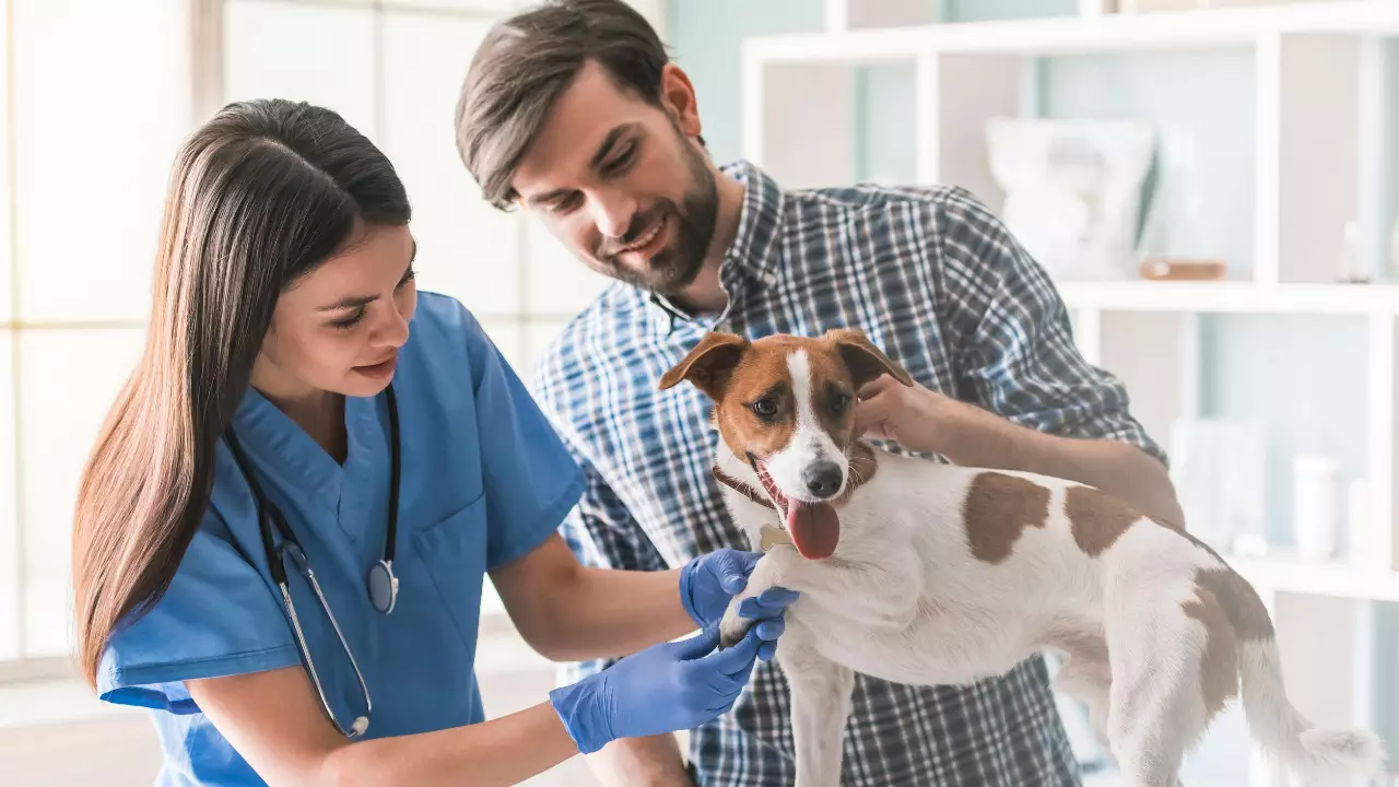 Obra social para perros y gatos, Iké