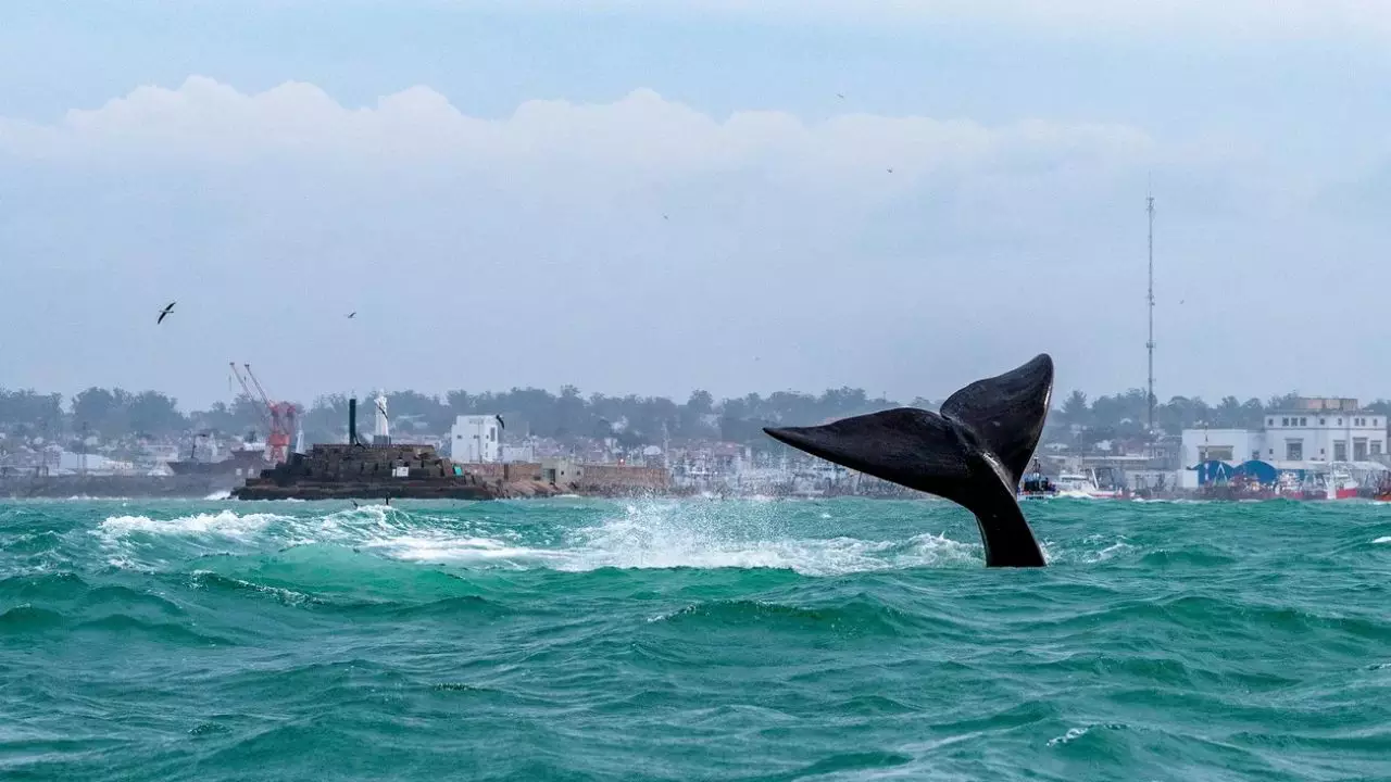 Temporada de ballenas en Mar del Plata: los mejores lugares para verlas desde la costa