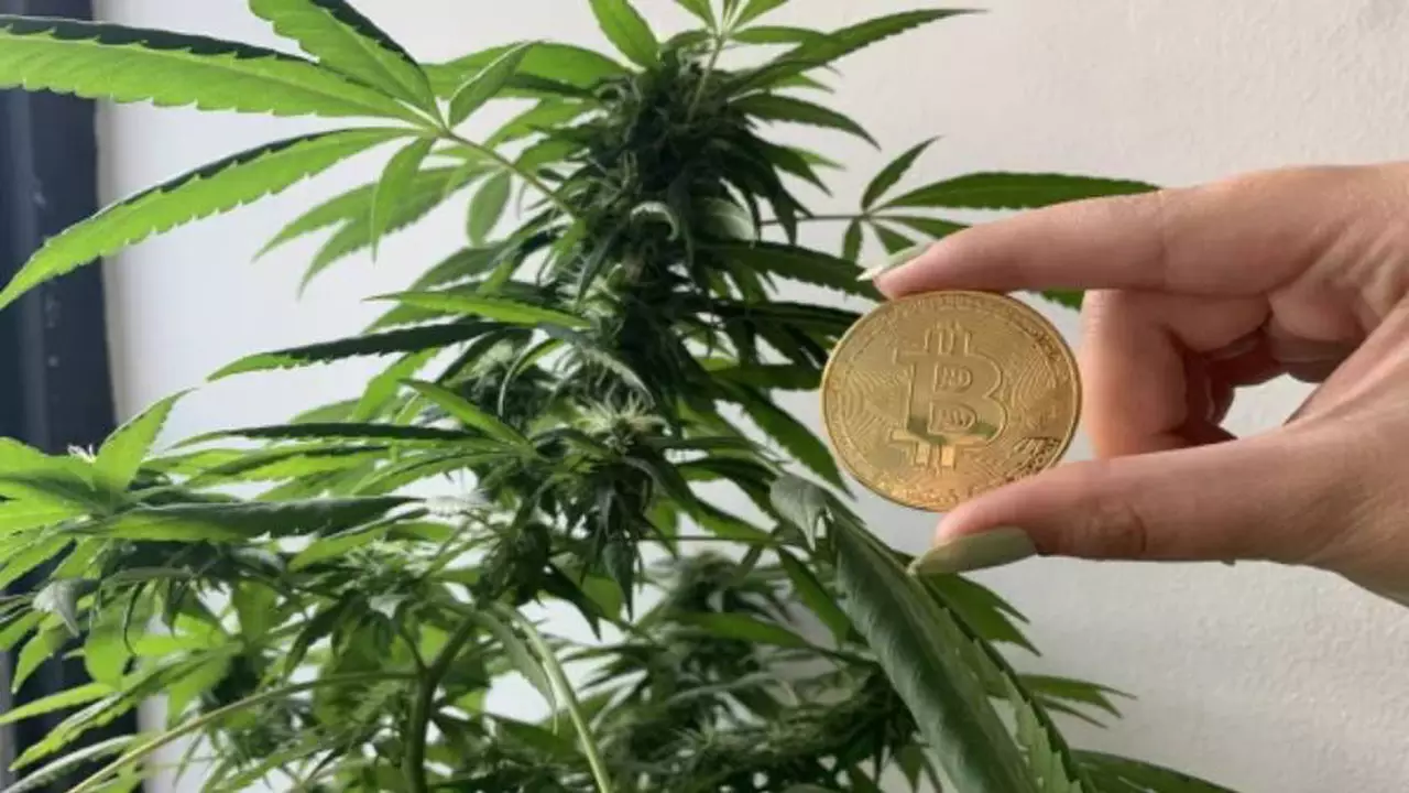 De la marihuana a la minería cripto: cómo es la peculiar empresa que fabricará cannabis y Bitcoin