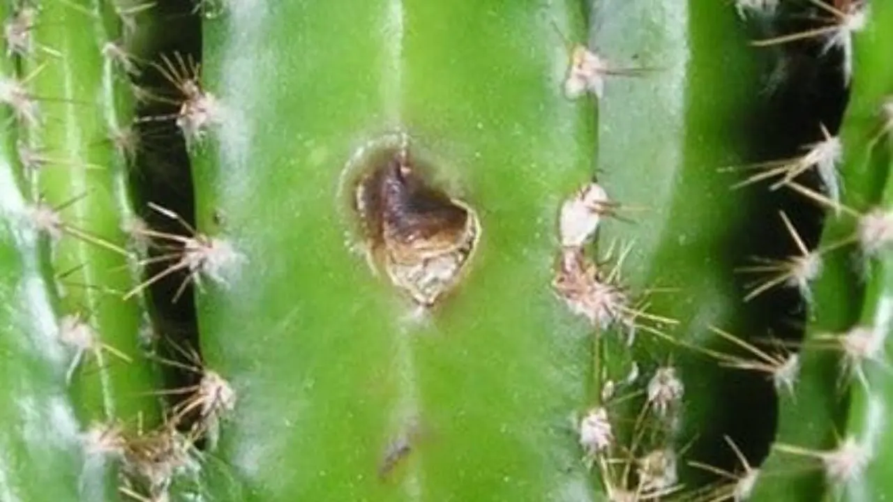 El cactus puede sufrir algunas enfermedades, sobre todo si se riega en exceso y no tiene buen drenaje