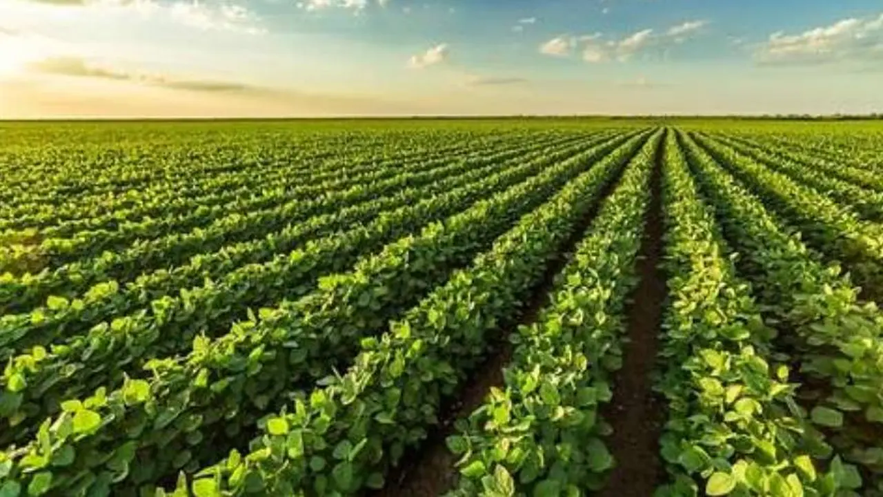 Soja: qué porcentaje se lleva el Estado y qué le queda al productor