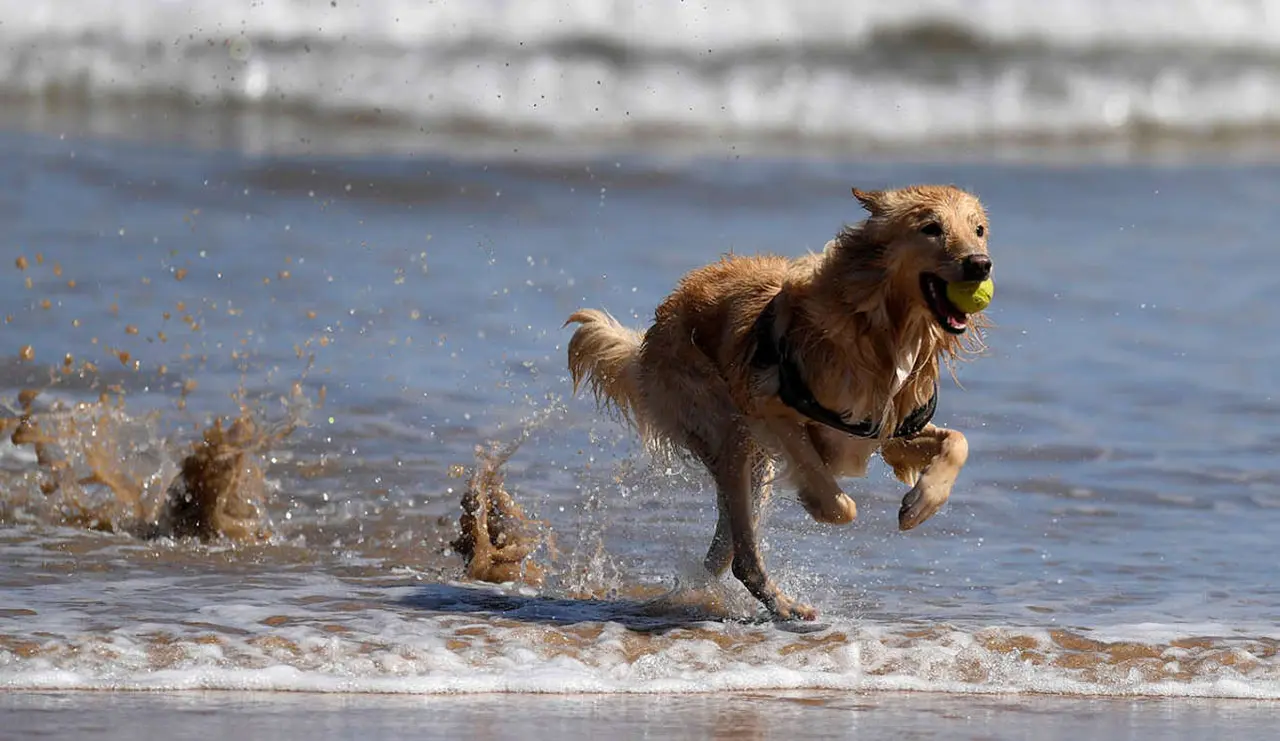 Qué trámites debo hacer para viajar a Uruguay con mi perro