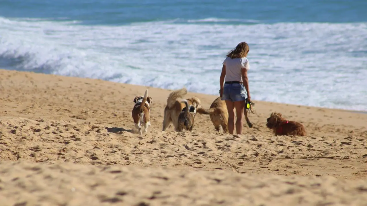 Para ir de vacaciones a Uruguay los perros tienen que tener un microchip