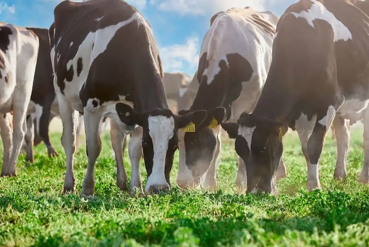 Mastellone Hnos. lanza talleres sobre Bienestar Animal para instituciones educativas