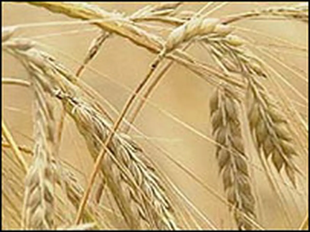 Por los altos precios, se prevé que no disminuirá la siembra de trigo