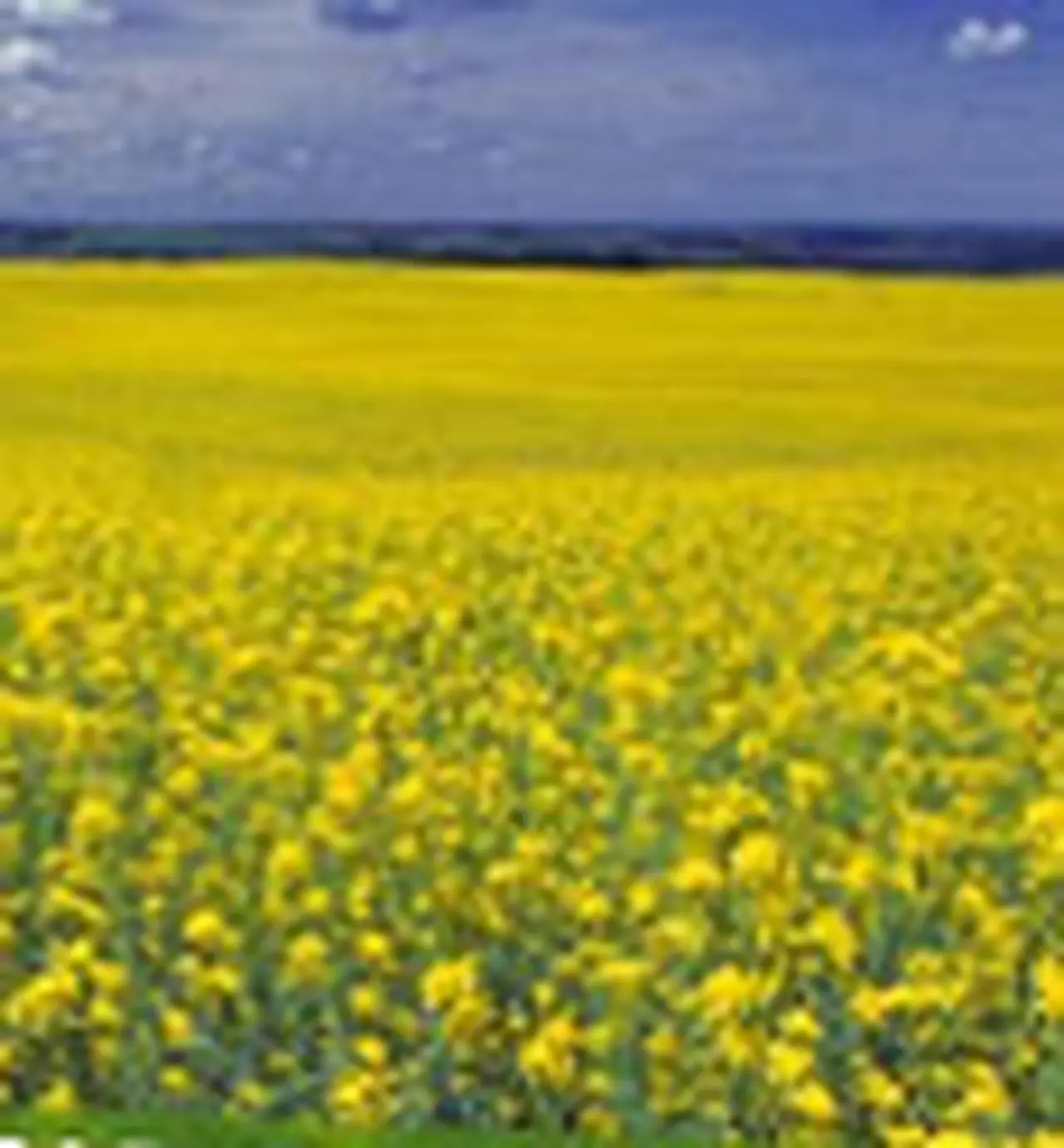 La volatilidad de las commodities, gran oportunidad de negocios