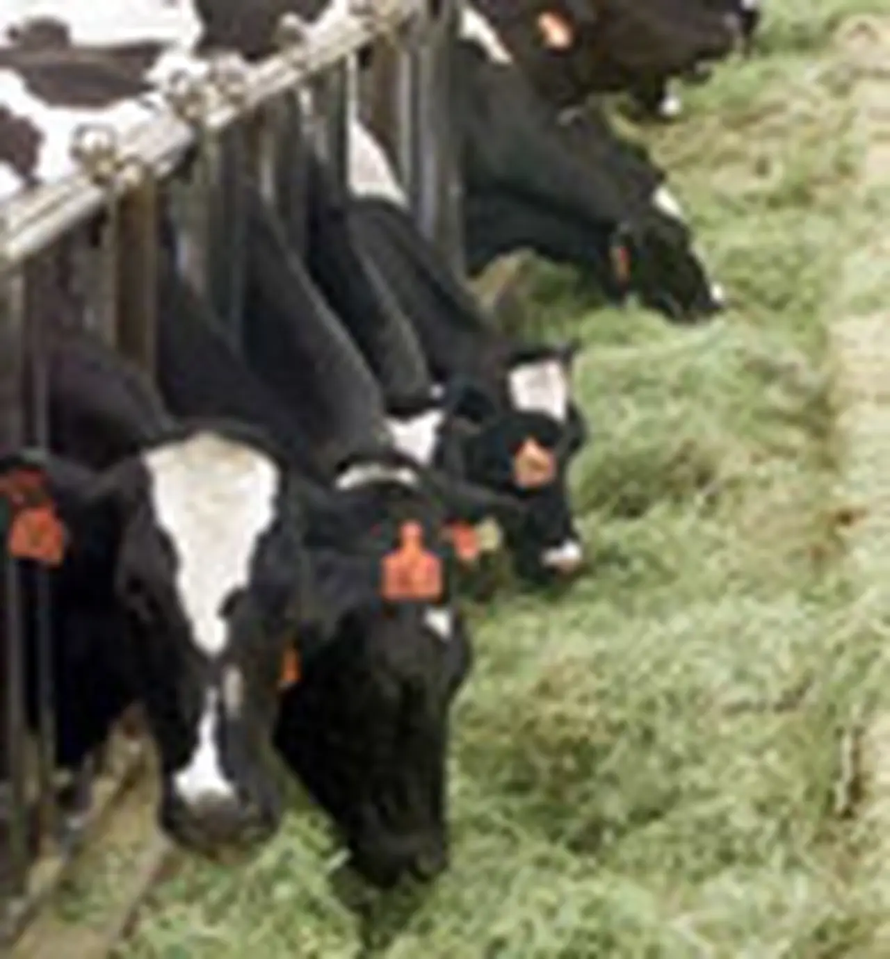 Aseguran que no deberí­a subir el precio "al público" de la carne