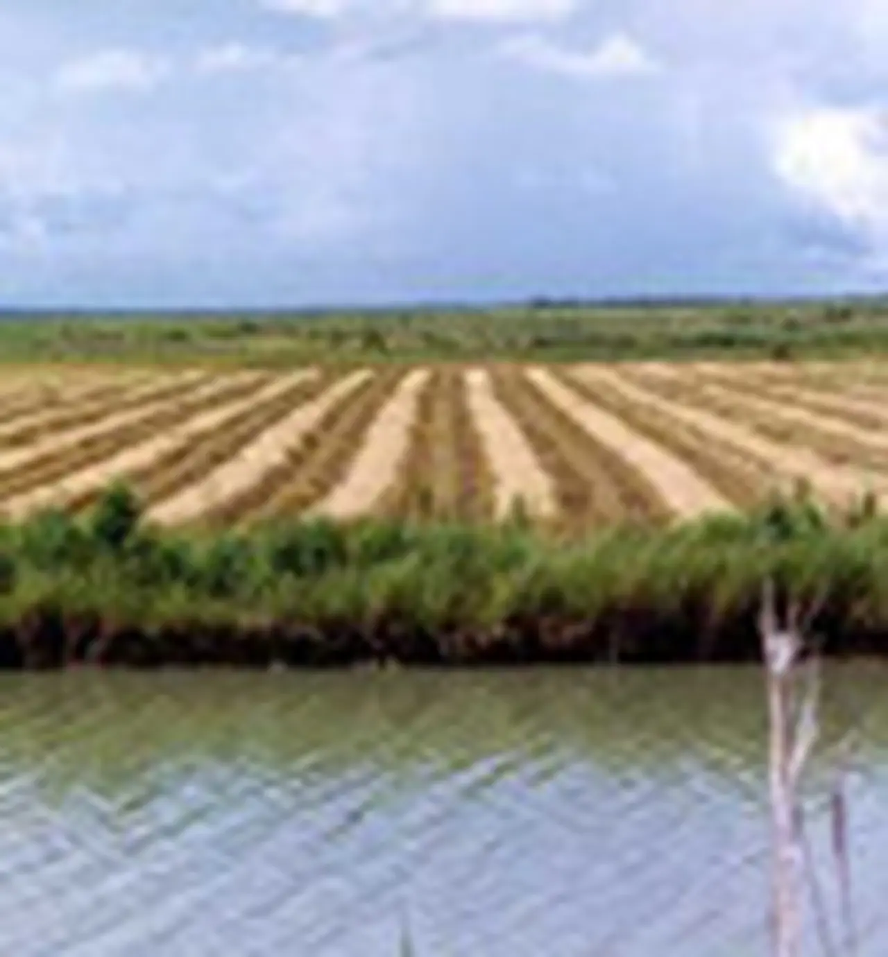 Agropecuarios: rigen nuevos beneficios para pagar impuestos