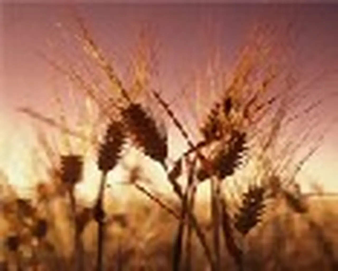 Abren el registro de exportaciones en forma parcial