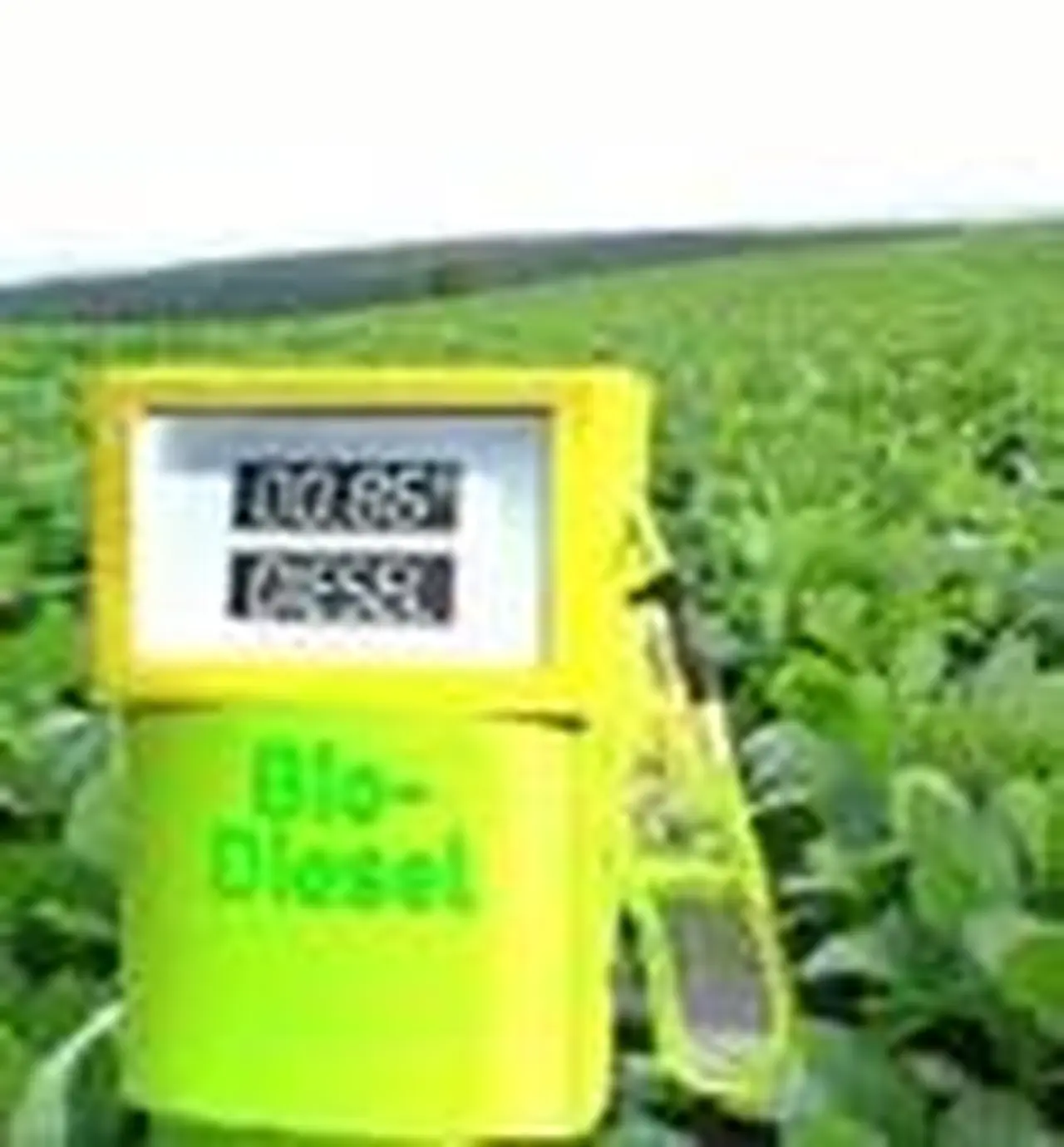 La colza se perfila como el gran cultivo para el biodiésel