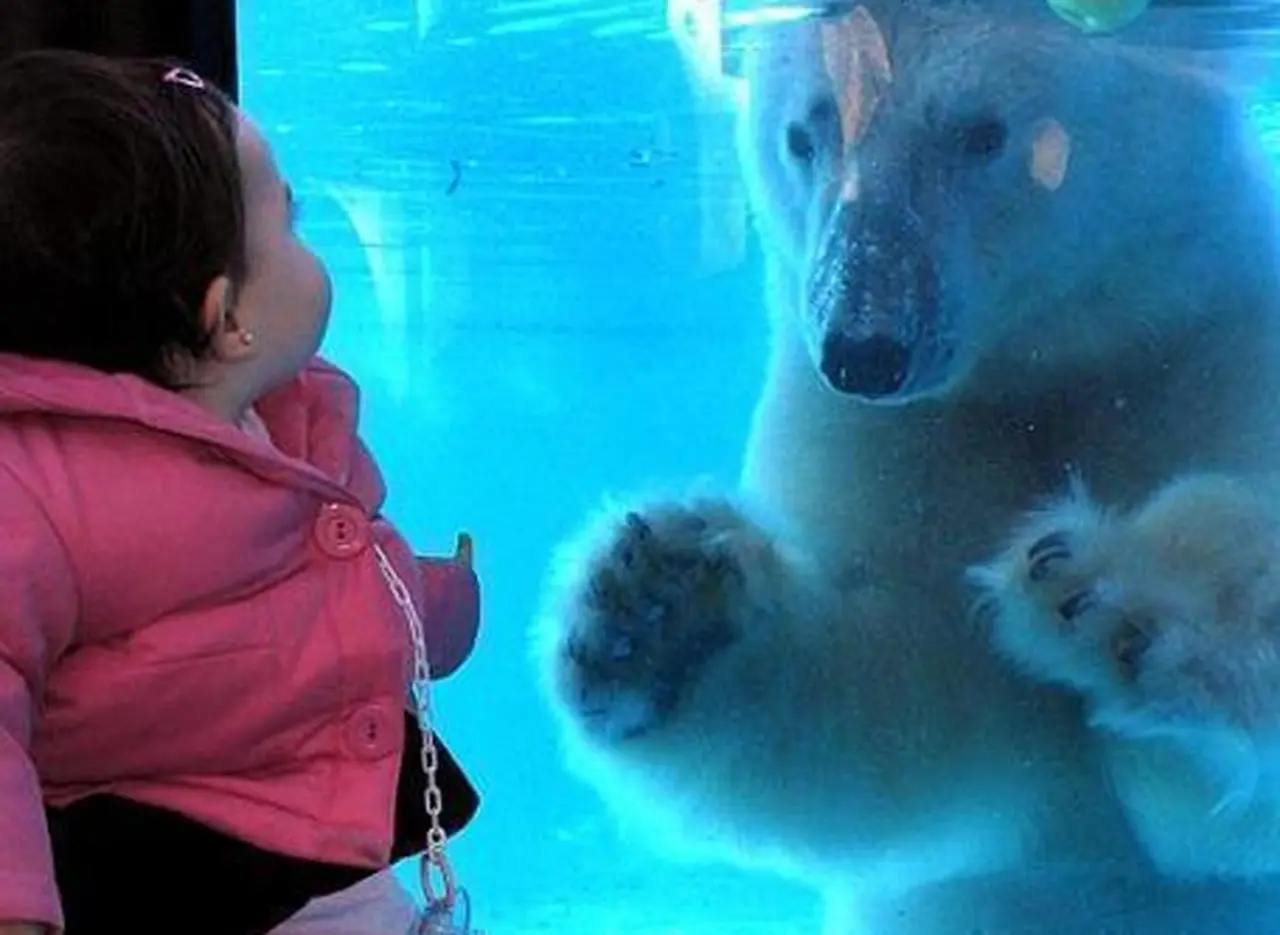 Por el exceso de calor, murió el oso polar del zoo porteño